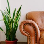 modern leather sofa near potted plant in house