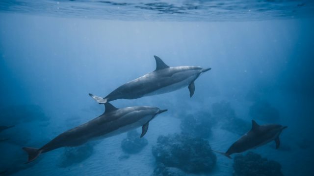 swimming dolphins near coral reef